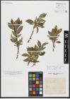 Foto von Salix hastata L.